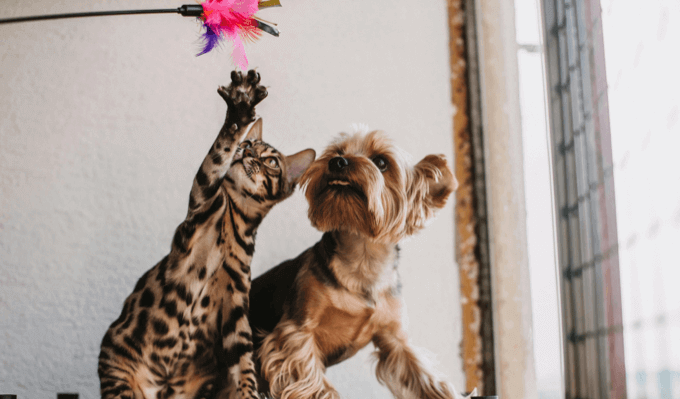 Cat and dog playing