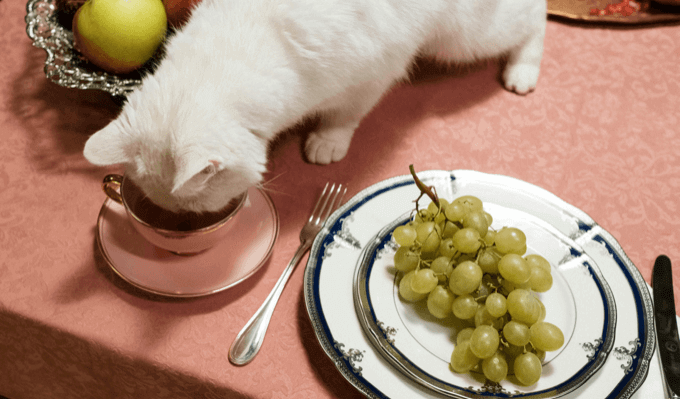 Cat eating