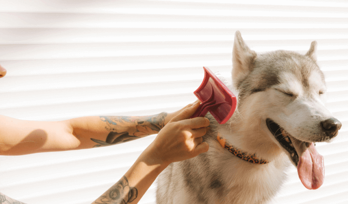 Person brushing a dog