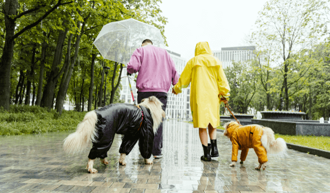 Couple walking with dogs
